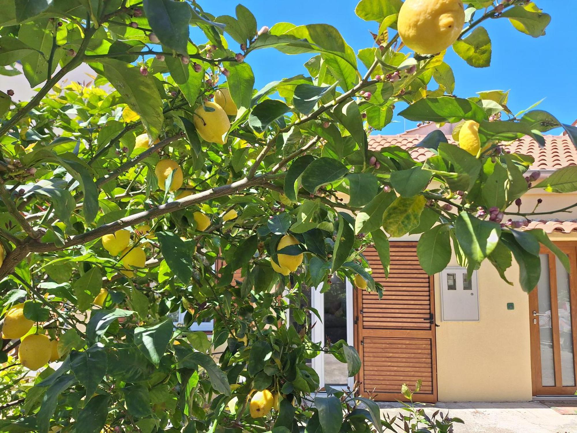 רוביני Apartment Olga מראה חיצוני תמונה